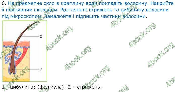 ГДЗ Зошит Біологія 8 клас Кулініч (2025)