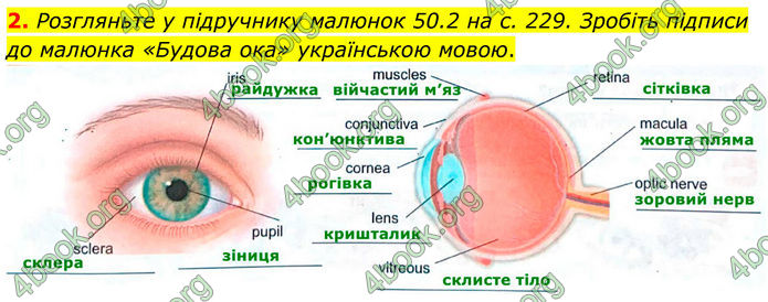 ГДЗ Зошит Біологія 8 клас Кулініч (2025)