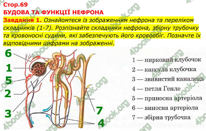 ГДЗ зошит з біології 8 клас Андерсон 2025