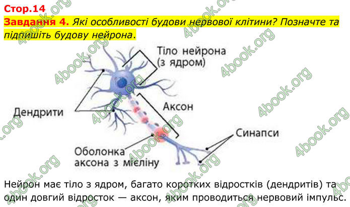 ГДЗ Робочий зошит біологія 8 клас Мирна (НУШ)