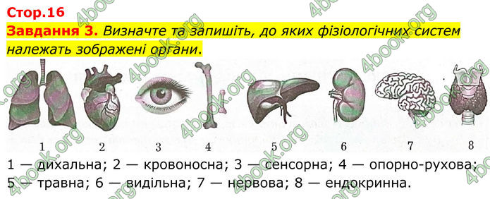 ГДЗ Робочий зошит біологія 8 клас Мирна (НУШ)