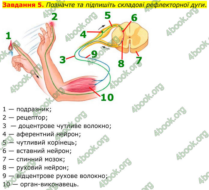 ГДЗ Робочий зошит біологія 8 клас Мирна (НУШ)