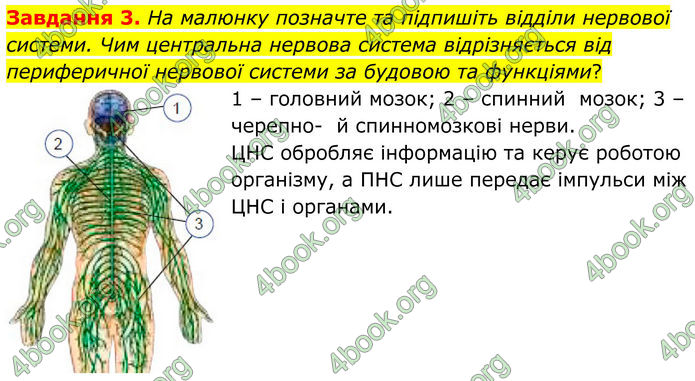 ГДЗ Робочий зошит біологія 8 клас Мирна (НУШ)