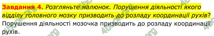 ГДЗ Робочий зошит біологія 8 клас Мирна (НУШ)