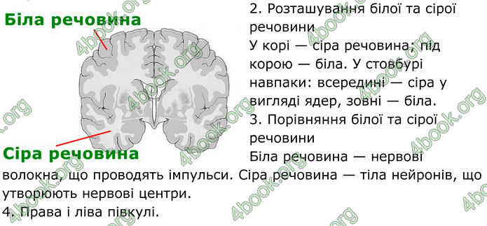 ГДЗ Робочий зошит біологія 8 клас Мирна (НУШ)