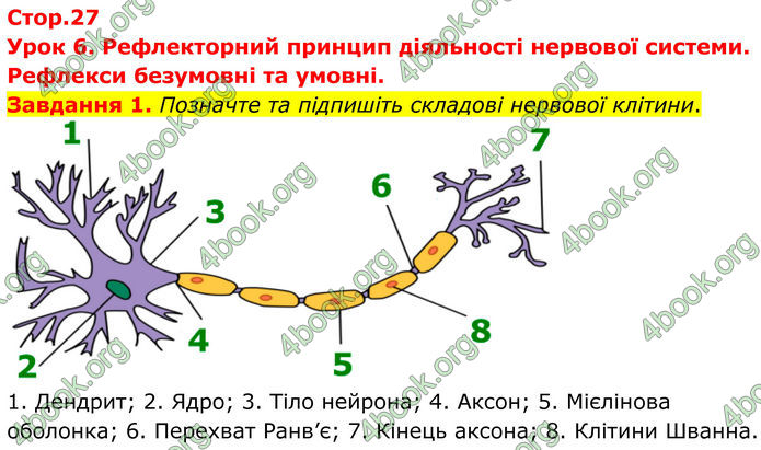 ГДЗ Робочий зошит біологія 8 клас Мирна (НУШ)