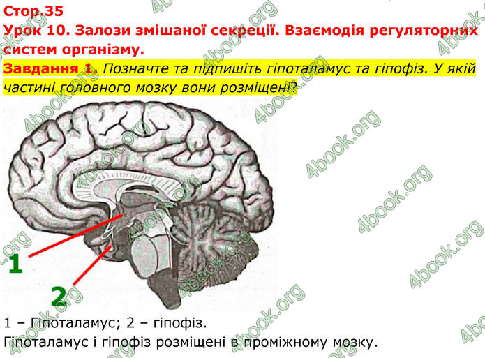 ГДЗ Робочий зошит біологія 8 клас Мирна (НУШ)