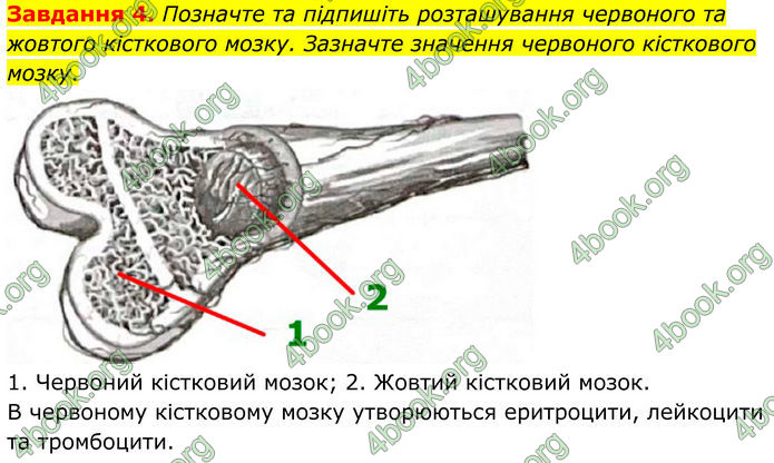 ГДЗ Робочий зошит біологія 8 клас Мирна (НУШ)