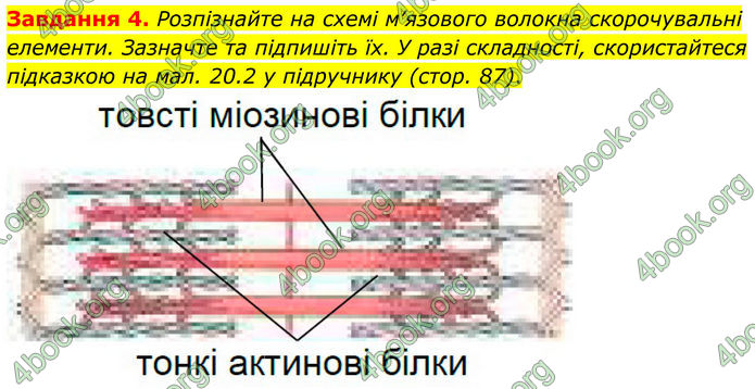 ГДЗ Робочий зошит біологія 8 клас Мирна (НУШ)