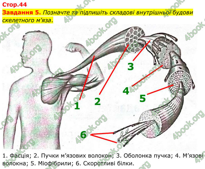 ГДЗ Робочий зошит біологія 8 клас Мирна (НУШ)
