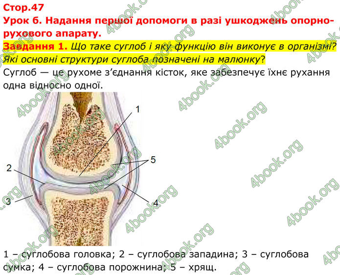 ГДЗ Робочий зошит біологія 8 клас Мирна (НУШ)
