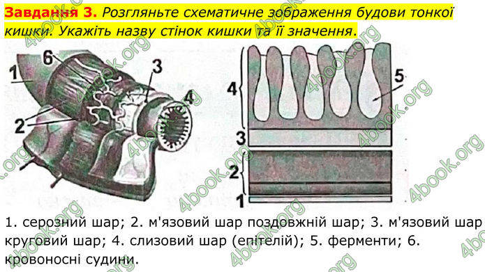 ГДЗ Робочий зошит біологія 8 клас Мирна (НУШ)
