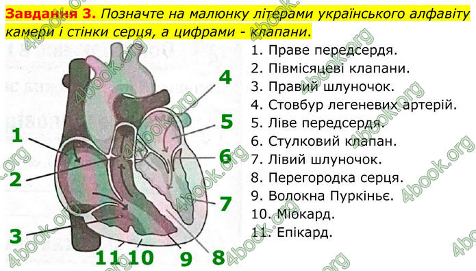 ГДЗ Робочий зошит біологія 8 клас Мирна (НУШ)