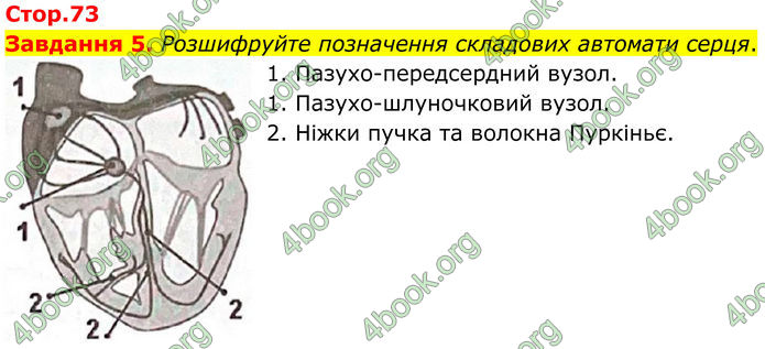 ГДЗ Робочий зошит біологія 8 клас Мирна (НУШ)