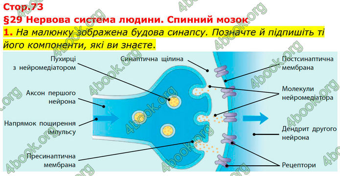 ГДЗ Зошит Біологія 8 клас Тагліна (2025)