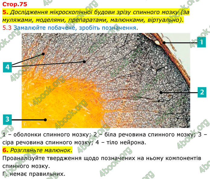 ГДЗ Зошит Біологія 8 клас Тагліна (2025)