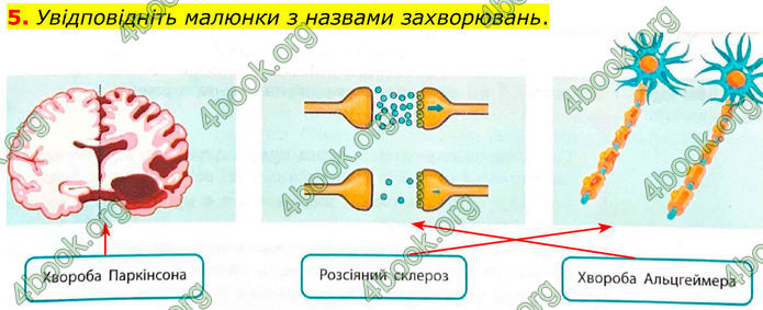 ГДЗ Зошит Біологія 8 клас Тагліна (2025)