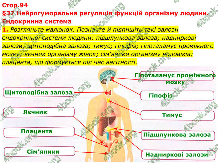 ГДЗ Зошит Біологія 8 клас Тагліна (2025)