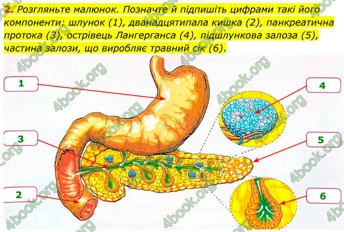 ГДЗ Зошит Біологія 8 клас Тагліна (2025)