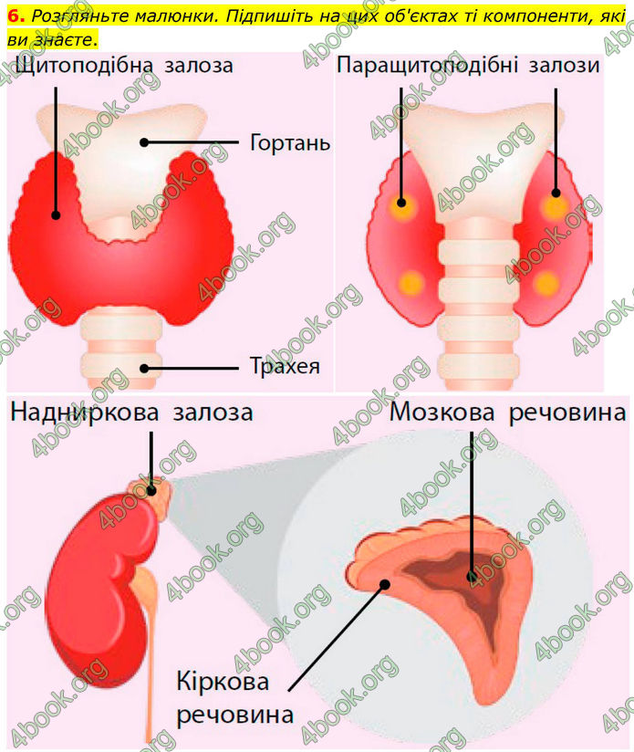 ГДЗ Зошит Біологія 8 клас Тагліна (2025)