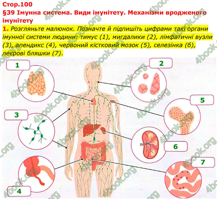 ГДЗ Зошит Біологія 8 клас Тагліна (2025)