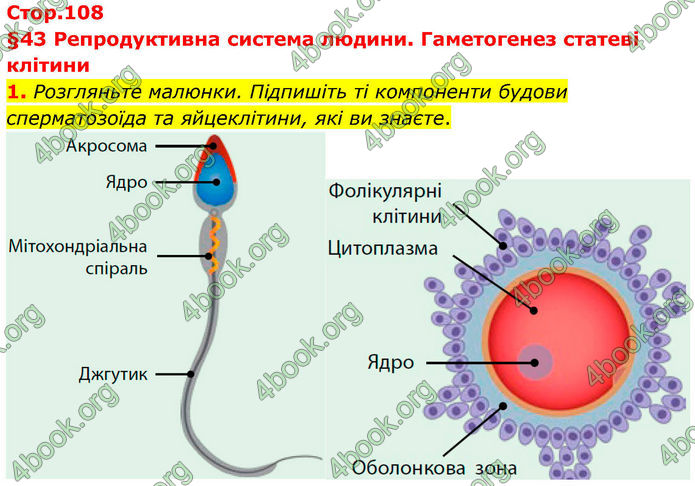 ГДЗ Зошит Біологія 8 клас Тагліна (2025)