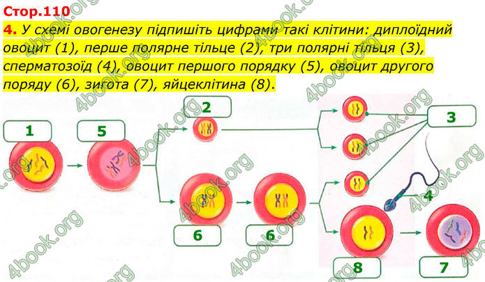 ГДЗ Зошит Біологія 8 клас Тагліна (2025)