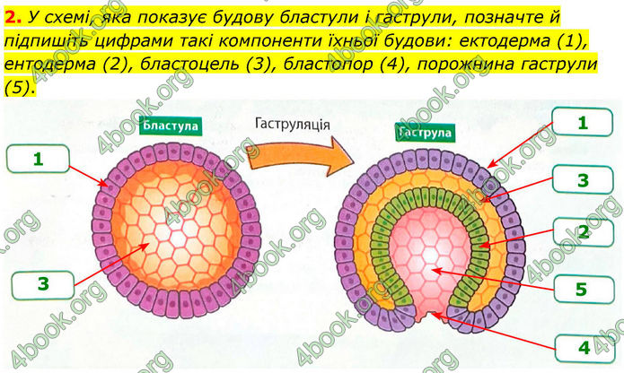 ГДЗ Зошит Біологія 8 клас Тагліна (2025)
