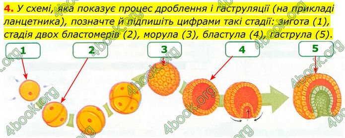 ГДЗ Зошит Біологія 8 клас Тагліна (2025)