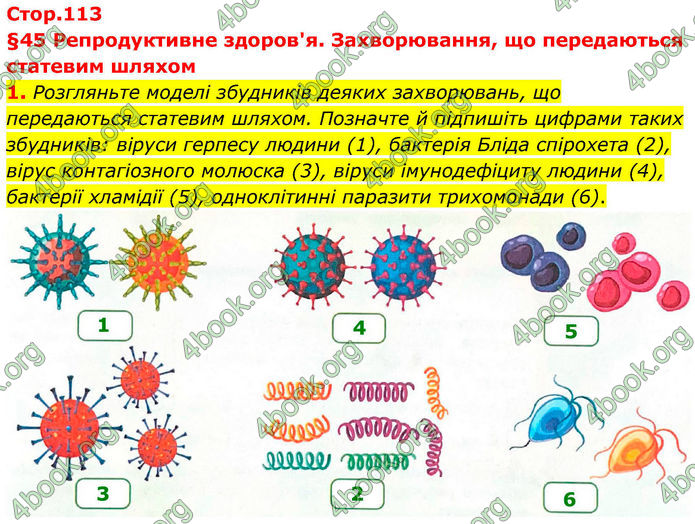 ГДЗ Зошит Біологія 8 клас Тагліна (2025)