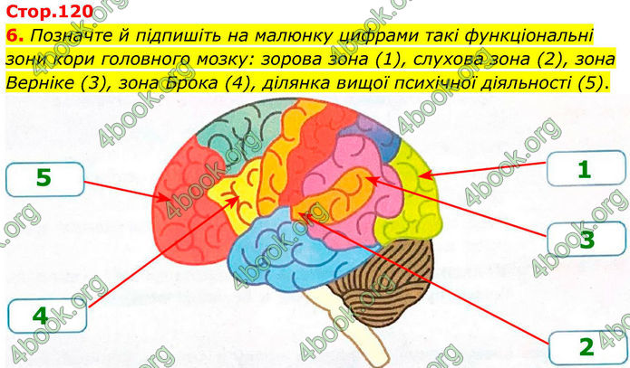 ГДЗ Зошит Біологія 8 клас Тагліна (2025)