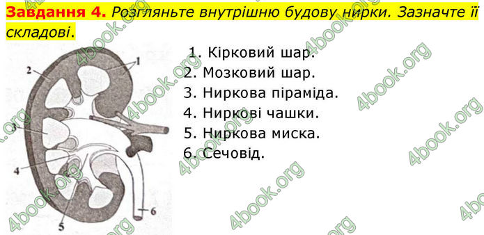 ГДЗ Робочий зошит біологія 8 клас Мирна (НУШ)