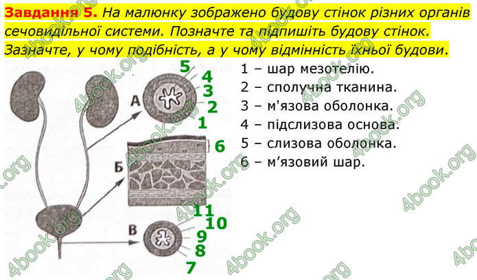 ГДЗ Робочий зошит біологія 8 клас Мирна (НУШ)