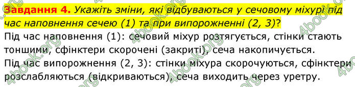 ГДЗ Робочий зошит біологія 8 клас Мирна (НУШ)