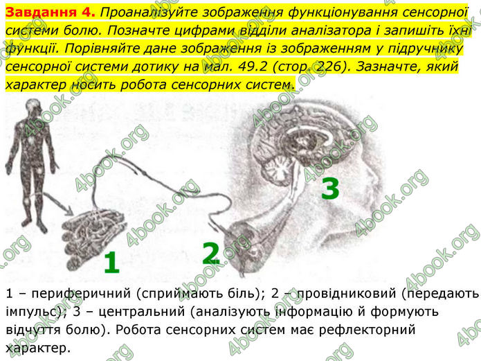 ГДЗ Робочий зошит біологія 8 клас Мирна (НУШ)
