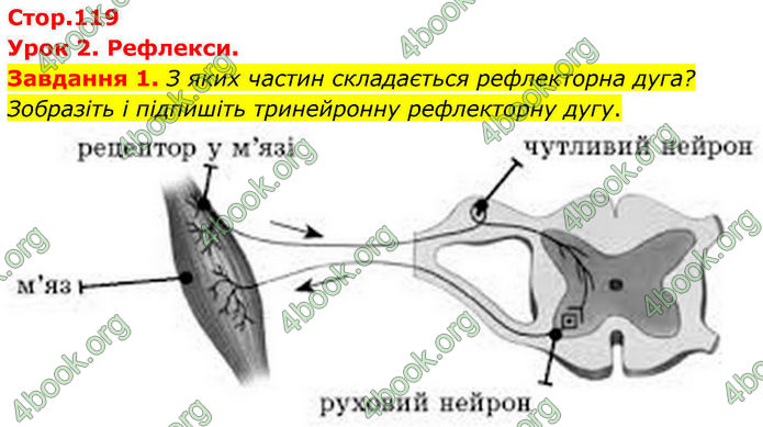 ГДЗ Робочий зошит біологія 8 клас Мирна (НУШ)