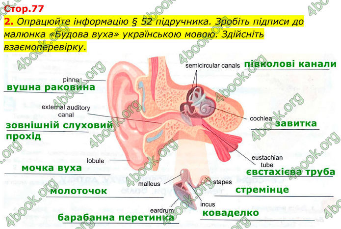 ГДЗ Зошит Біологія 8 клас Кулініч (2025)