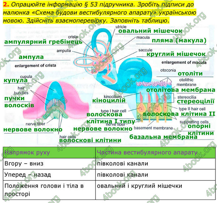 ГДЗ Зошит Біологія 8 клас Кулініч (2025)