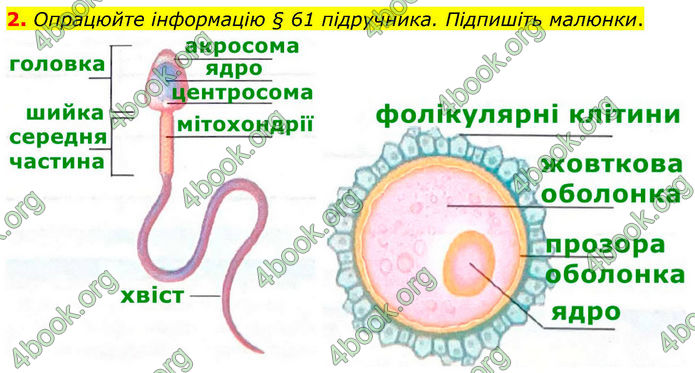 ГДЗ Зошит Біологія 8 клас Кулініч (2025)