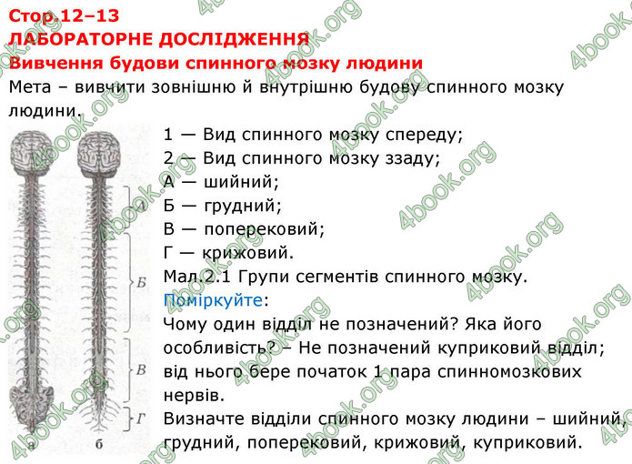 ГДЗ зошит Біологія 8 клас Сало НУШ ГДЗ зошит Біологія 8 клас Сало НУШ