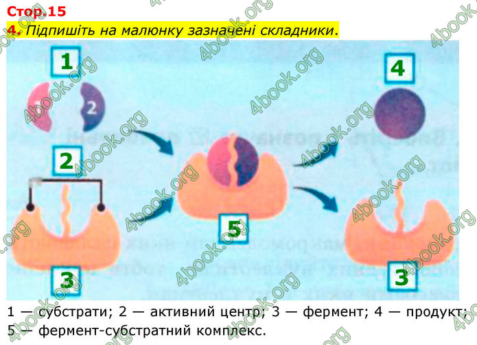 ГДЗ Зошит біологія 9 клас Тагліна НУШ