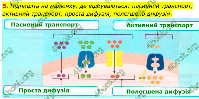 ГДЗ Зошит біологія 9 клас Тагліна НУШ